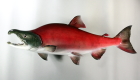 紅鮭剥製64ｃｍ　拡大画像へ