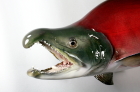 紅鮭剥製64ｃｍ顔　拡大画像へ