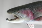 北海道ニジマス剥製８２ｃｍ老魚顔　拡大画像へ