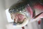 北海道ニジマス剥製８２ｃｍ老魚口　拡大画像へ