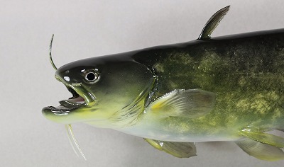 ナマズ剥製