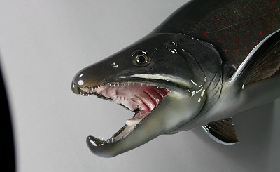 ドリーバーデン剝製