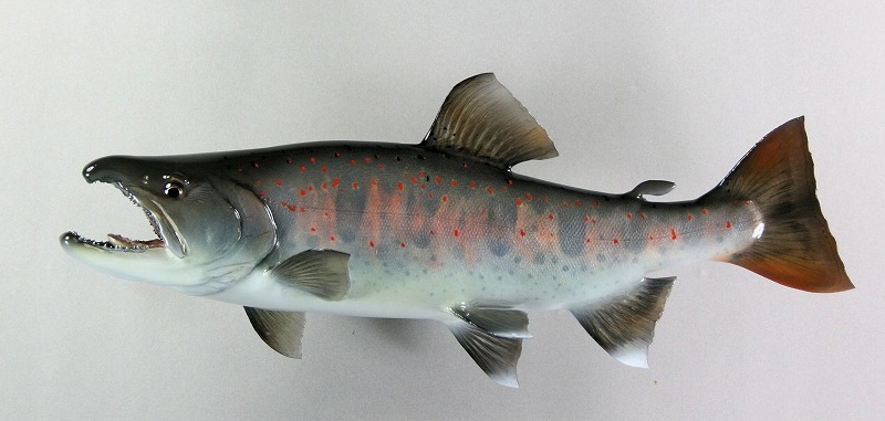 魚剝製 秋の大アマゴ婚姻色が薄く入る