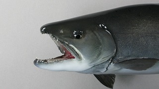 クニマス剝製アイキャッチ