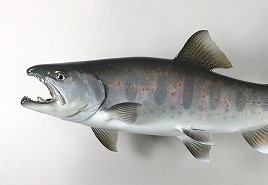 あまごアイキャッチ画像