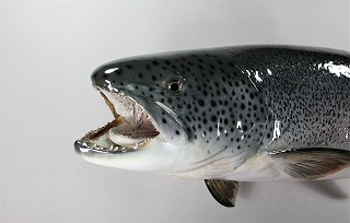 イトウ剝製　アイキャッチ