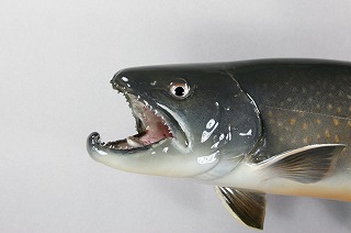 イワナ剝製　アイキャッチ