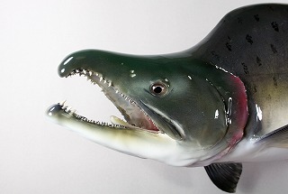 カラフトマス剝製アイキャッチ
