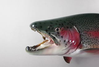 ニジマス剝製アイキャッチ