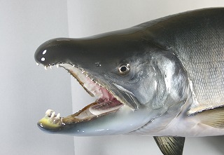 サケ剝製アイキャッチ