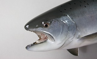 サクラマス剝製アイキャッチ