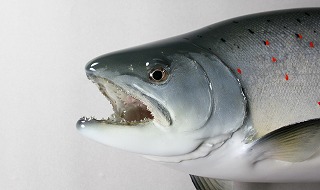 サツキマス剝製アイキャッチ