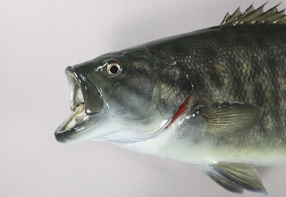スモールマウスバス剥製アイキャッチ