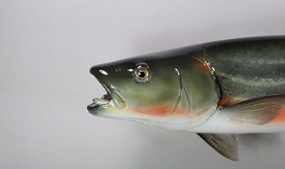 ウグイ剝製　アイキャッチ