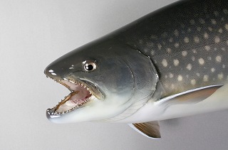 アメマス　アイキャッチ