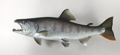 アマゴの剥製4　オスの魚体