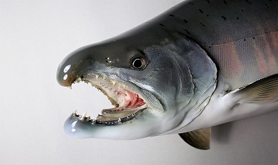 魚剝製 サクラマス 淡水魚ページにリンク