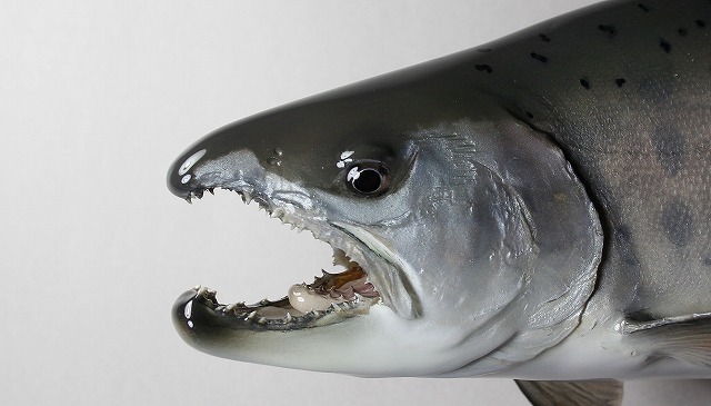 ヤマメ剝製顔　山本さんが釣られた魚