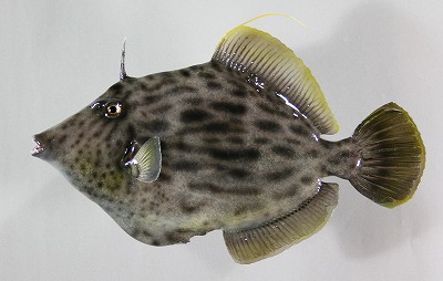 魚剝製 カワハギ 海水魚ヘリンク