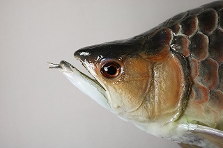 アロワナ剥製アイキャッチ