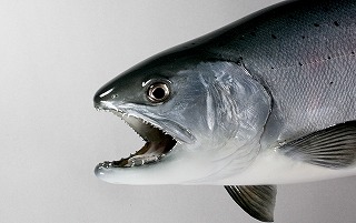 ビワマス剝製アイキャッチ