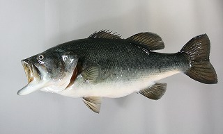 ブラックバス剝製アイキャッチ