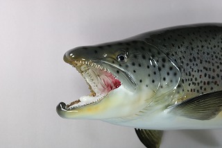 ブラウントラウト剝製アイキャッチ