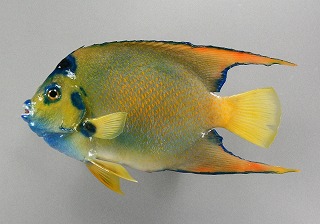 エンジェルフィッシュ剝製アイキャッチ