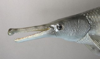 ガー剝製アイキャッチ