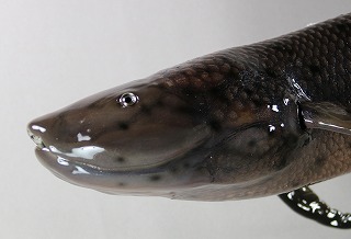 ハイギョ剝製アイキャッチ