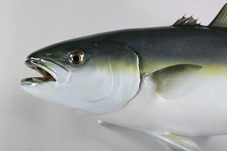 ハマチ剝製アイキャッチ