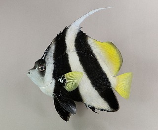 ハタタテダイ剝製アイキャッチ