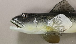 ハゼ剝製アイキャッチ