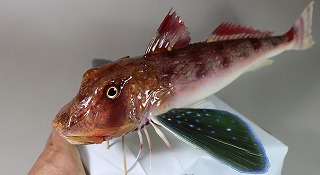 ホウボウ剝製アイキャッチ
