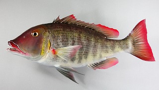 フエフキダイ剝製アイキャッチ