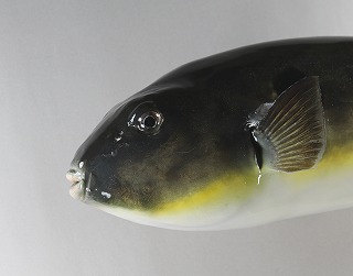 フグ剝製アイキャッチ