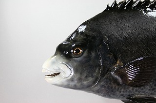 イシガキダイ剝製