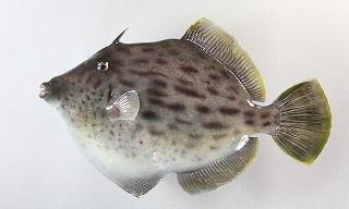 カワハギ剝製