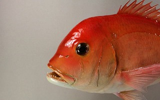 キダイ剝製　アイキャッチ