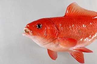 キンギョ剝製アイキャッチ