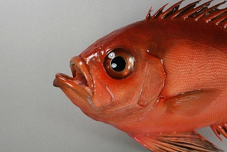 キントキダイ剝製アイキャッチ