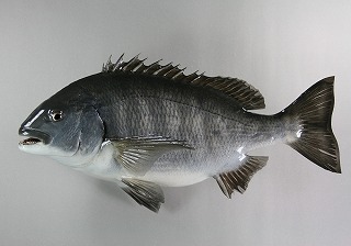 クロダイ剝製アイキャッチ