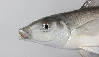 キス剝製アイキャッチ