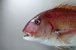 マダイ剝製アイキャッチ