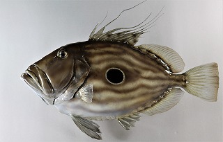 マトウダイ剝製アイキャッチ