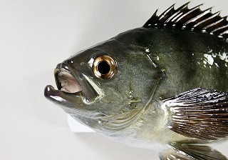 メバル剝製アイキャッチ
