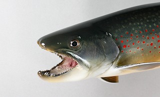 ミヤベイワナ剝製