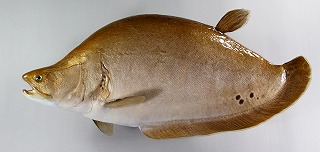 ナイフフィッシュ剝製アイキャッチ