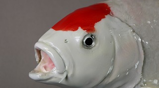 ニシキゴイ剝製アイキャッチ