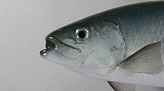 ニシン剝製アイキャッチ